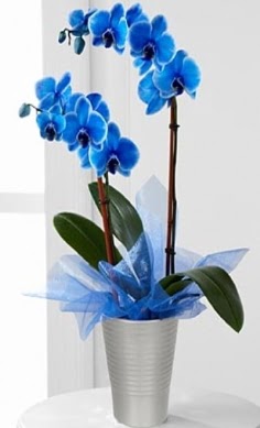 Seramik vazo ierisinde 2 dall mavi orkide veler Dikmen anneler gn iek yolla 