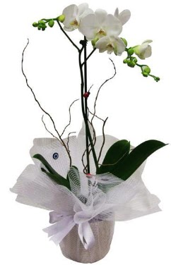 Tek dall beyaz orkide Dikmen Harbiye ankara nternetten iek siparii  