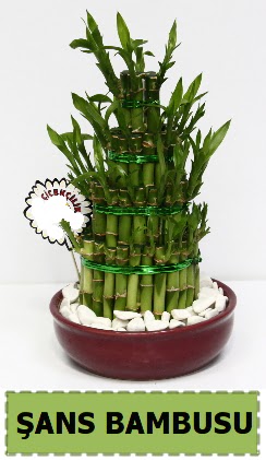 ans piramit bambu saks bitkisi Ankara Dikmen 14 ubat sevgililer gn iek 