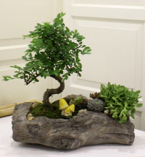 A�a� k�t�k i�erisinde bonsai ve sukulent Ankara Dikmen Osmantemiz online �i�ek g�nderme sipari� 