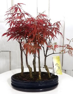 5 adet japon akaaa bonsai iei Ankara Dikmen 14 ubat sevgililer gn iek 