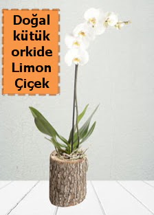 Do�al k�t�kte tek dall� beyaz orkide Dikmen Ankara �i�ek g�nder uluslararas� �i�ek g�nderme 
