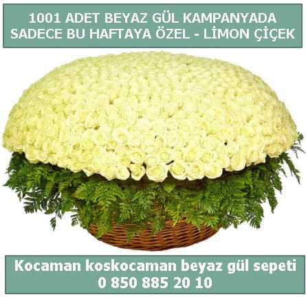 1001 adet beyaz g�l sepeti �zel kampanyada Ankara Dikmen Osmantemiz online �i�ek g�nderme sipari� 