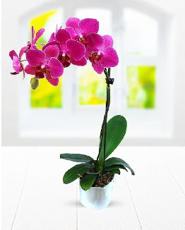 Tek dall mor orkide Ankara Dikmen 14 ubat sevgililer gn iek 