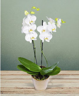 ift dall beyaz orkide sper kalite Ankara Dikmen cicekciler , cicek siparisi 