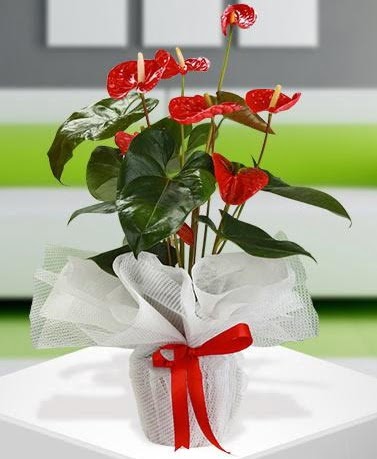 Antorium saks� bitkisi ithal kalite Dikmen Keklikp�nar� �i�ek online �i�ek sipari�i 