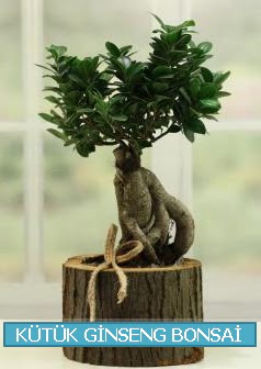 Ktk aa ierisinde ginseng bonsai Ankara Dikmen Osmantemiz online iek gnderme sipari 