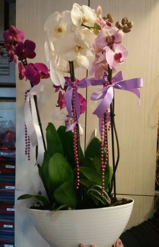 Mor ve beyaz ve pembe 6 dall orkide Dikmen Akpnar Ankara  hediye sevgilime hediye iek 