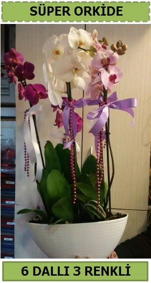 6 dall 3 renk zel vazoda orkide iei Ankara Dikmen 14 ubat sevgililer gn iek 