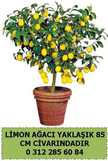 Limon a�ac� bitkisi Ankara Dikmen 14 �ubat sevgililer g�n� �i�ek 