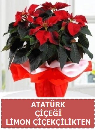 Atat�rk �i�e�i saks� bitkisi Ankara Dikmen 14 �ubat sevgililer g�n� �i�ek 
