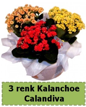 3 renk Kalanchoe Calandiva saks bitkisi Ankara Dikmen cicekciler , cicek siparisi 