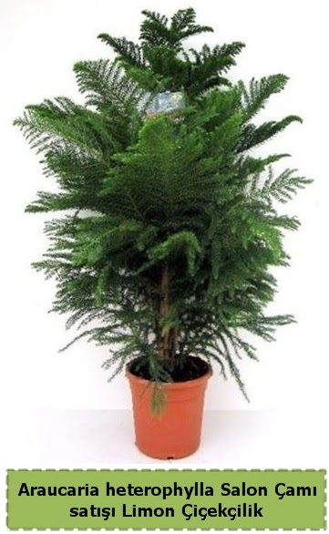 Salon �am� Sat��� Araucaria heterophylla Ankara Dikmen 14 �ubat sevgililer g�n� �i�ek 
