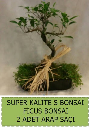 Ficus S Bonsai ve arap sa�� Dikmen Ankara �i�ek g�nder uluslararas� �i�ek g�nderme 