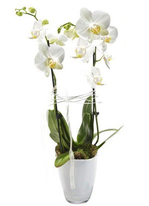 2 dall beyaz seramik beyaz orkide sakss Ankara Dikmen Osmantemiz online iek gnderme sipari 