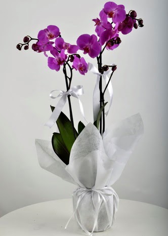 ift dall saksda mor orkide iei Ankara iek sat Dikmen online ieki , iek siparii 