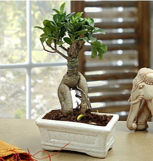 Marvellous Bonsai ginseng Dikmen ankara �i�ek ma�azas� , �i�ek�i adresleri 
