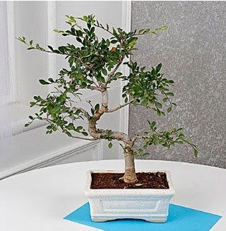 Unique Ulmus S Shaped Bonsai Dikmen Metin Akku� �i�ek sat��� , �i�ek�i , �i�ek�ilik 