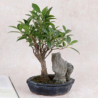 Japon aac Evergreen Ficus Bonsai Ankara Dikmen Osmantemiz online iek gnderme sipari 