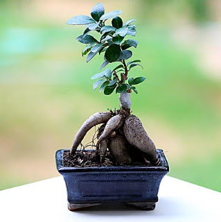 Marvellous Ficus Microcarpa ginseng bonsai Ankara �i�ek sat��� Dikmen online �i�ek�i , �i�ek sipari�i 