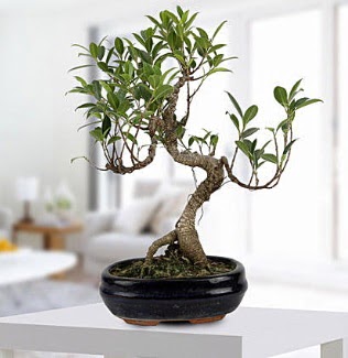 Gorgeous Ficus S shaped japon bonsai Dikmen sokullu ankara internetten iek sat 