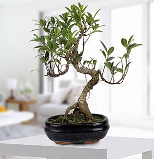 Gorgeous Ficus S shaped japon bonsai Dikmen sokullu ankara internetten �i�ek sat��� 
