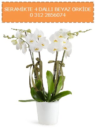 Seramikte 4 dall beyaz orkide Yukar Dikmen ankara iekleri gvenli kaliteli hzl iek 