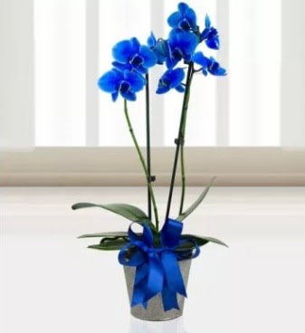 ift dall mavi orkide Ankara Dikmen 14 ubat sevgililer gn iek 