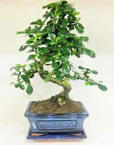 S Bonsai japon a�ac� bitkisi Ankara Dikmen �i�ek yolla 
