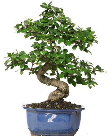 21 ile 25 cm aras� �zel S bonsai japon a�ac� Dikmen Ankara �i�ek g�nder uluslararas� �i�ek g�nderme 