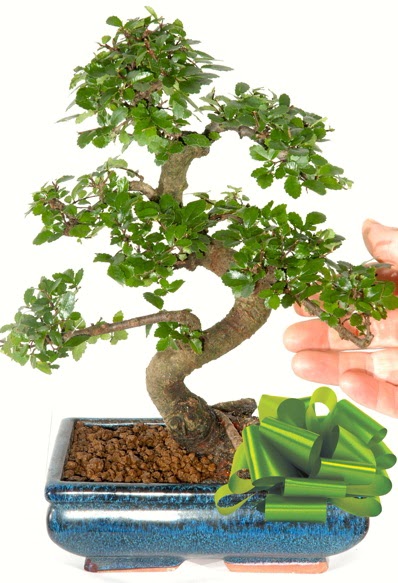 Yaklak 25 cm boyutlarnda S bonsai Dikmen ankara iek maazas , ieki adresleri 