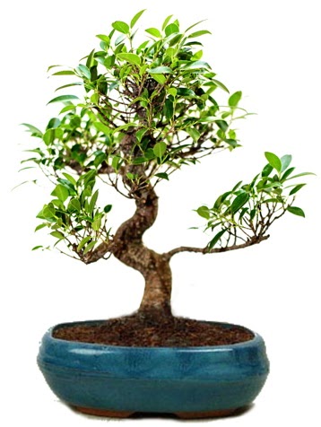 25 cm ile 30 cm aral���nda Ficus S bonsai Ankara Dikmen Osmantemiz online �i�ek g�nderme sipari� 
