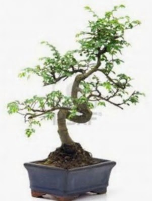S g�vde bonsai minyat�r a�a� japon a�ac� Ankara Dikmen 14 �ubat sevgililer g�n� �i�ek 