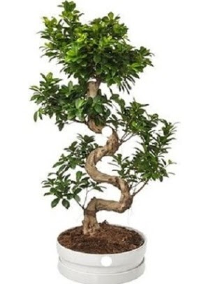 90 cm ile 100 cm civar S peyzaj bonsai Ankara Dikmen Osmantemiz online iek gnderme sipari 