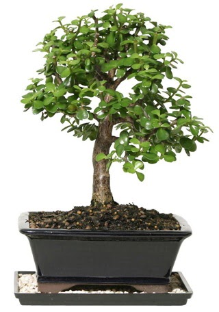 15 cm civar Zerkova bonsai bitkisi Dikmen ankara iek maazas , ieki adresleri 