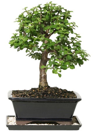 15 cm civar� Zerkova bonsai bitkisi Dikmen ankara �i�ek ma�azas� , �i�ek�i adresleri 