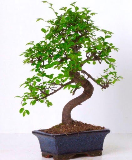 S gvdeli bonsai minyatr aa japon aac Ankara Dikmen Osmantemiz online iek gnderme sipari 