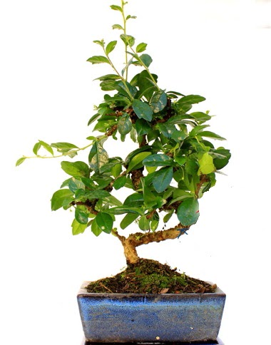 Bonsai Minyat�r A�a� Bonzai S G�vde Ankara Dikmen kaliteli taze ve ucuz �i�ekler 