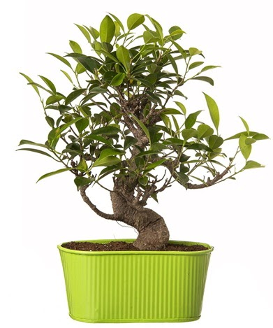 Ficus S g�vdeli muhte�em bonsai Dikmen ankara �i�ek ma�azas� , �i�ek�i adresleri 