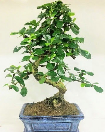 Zelkova S g�vdeli Minyat�r a�a� Bonzai Ankara Dikmen cicekciler , cicek siparisi 