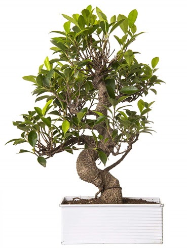 Exotic Green S G�vde 6 Year Ficus Bonsai Ankara Dikmen Osmantemiz online �i�ek g�nderme sipari� 
