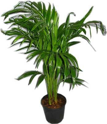 ankara �i�ek�i Dikmen ucuz �i�ek g�nder  Areca palm  