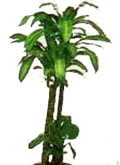 Dikmen �lker internetten �i�ek sipari�i  Dracaena massengena