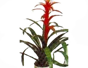 Ankara Dikmen kaliteli taze ve ucuz �i�ekler  Guzmania Emprie 