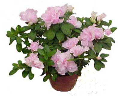 ankara �i�ek�i Dikmen ucuz �i�ek g�nder  Rhodendron latince A�elya 