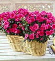 �i�ek�i Dikmen �i�ek servisi , �i�ek�i adresleri  Iki adet a�elya sepette