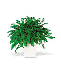 Ankara Dikmen �lker �i�ek yolla , �i�ek g�nder , �i�ek�i   Decorative Fern ask merdiveni