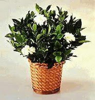 Dikmen ankara �i�ek sipari�i �i�ek g�nderme  Gardenia Plant ithal saksi