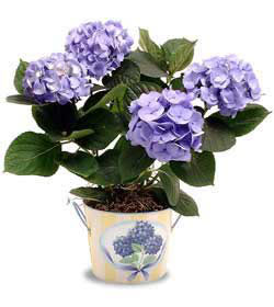 ankara �i�ek yolla Dikmen malazgirt �i�ek�i telefonlar�  Hydrangea Plant ortanca
