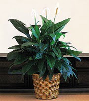 Dikmen Metin Akku� �i�ek sat��� , �i�ek�i , �i�ek�ilik  Large Spathiphyllum